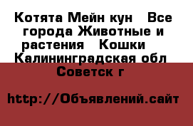 Котята Мейн кун - Все города Животные и растения » Кошки   . Калининградская обл.,Советск г.